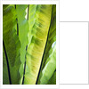 Tropical Gardens with philodendrons by Anonymous