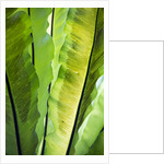 Tropical Gardens with philodendrons by Anonymous