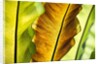 Tropical Gardens with philodendrons by Anonymous