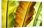 Tropical Gardens with philodendrons by Anonymous