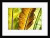 Tropical Gardens with philodendrons by Anonymous