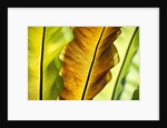 Tropical Gardens with philodendrons by Anonymous