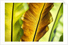 Tropical Gardens with philodendrons by Anonymous