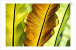 Tropical Gardens with philodendrons by Anonymous