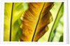 Tropical Gardens with philodendrons by Anonymous