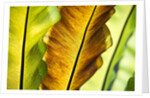 Tropical Gardens with philodendrons by Anonymous