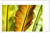 Tropical Gardens with philodendrons by Anonymous