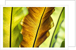 Tropical Gardens with philodendrons by Anonymous