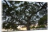 Tree at Sunset with Red glow by Anonymous