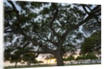 Tree at Sunset with Red glow by Anonymous