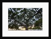 Tree at Sunset with Red glow by Anonymous