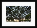 Tree at Sunset with Red glow by Anonymous
