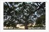 Tree at Sunset with Red glow by Anonymous