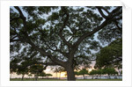 Tree at Sunset with Red glow by Anonymous