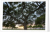 Tree at Sunset with Red glow by Anonymous