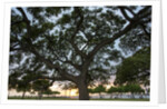 Tree at Sunset with Red glow by Anonymous