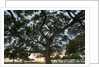 Tree at Sunset with Red glow by Anonymous