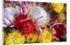 Wild Flowers of Hawaii by Anonymous
