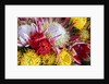 Wild Flowers of Hawaii by Anonymous