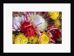 Wild Flowers of Hawaii by Anonymous