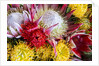 Wild Flowers of Hawaii by Anonymous