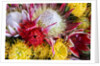 Wild Flowers of Hawaii by Anonymous