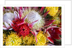 Wild Flowers of Hawaii by Anonymous