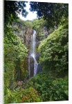 Waterfall along the Hana Highway by Anonymous