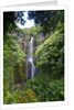 Waterfall along the Hana Highway by Anonymous