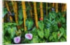 Garden on the Island of Maui with Pink Anthurium, Yellow Bamboo, and Philodendron Plants by Anonymous