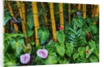 Garden on the Island of Maui with Pink Anthurium, Yellow Bamboo, and Philodendron Plants by Anonymous