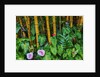 Garden on the Island of Maui with Pink Anthurium, Yellow Bamboo, and Philodendron Plants by Anonymous