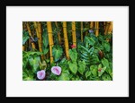Garden on the Island of Maui with Pink Anthurium, Yellow Bamboo, and Philodendron Plants by Anonymous