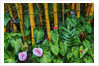 Garden on the Island of Maui with Pink Anthurium, Yellow Bamboo, and Philodendron Plants by Anonymous