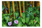 Garden on the Island of Maui with Pink Anthurium, Yellow Bamboo, and Philodendron Plants by Anonymous