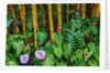 Garden on the Island of Maui with Pink Anthurium, Yellow Bamboo, and Philodendron Plants by Anonymous