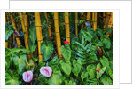 Garden on the Island of Maui with Pink Anthurium, Yellow Bamboo, and Philodendron Plants by Anonymous