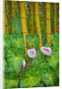 Garden on the Island of Maui with Pink Anthurium, Yellow Bamboo, and Philodendron Plants by Anonymous