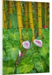 Garden on the Island of Maui with Pink Anthurium, Yellow Bamboo, and Philodendron Plants by Anonymous
