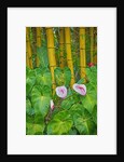 Garden on the Island of Maui with Pink Anthurium, Yellow Bamboo, and Philodendron Plants by Anonymous