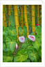 Garden on the Island of Maui with Pink Anthurium, Yellow Bamboo, and Philodendron Plants by Anonymous