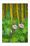 Garden on the Island of Maui with Pink Anthurium, Yellow Bamboo, and Philodendron Plants by Anonymous