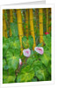Garden on the Island of Maui with Pink Anthurium, Yellow Bamboo, and Philodendron Plants by Anonymous