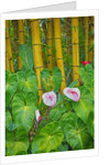 Garden on the Island of Maui with Pink Anthurium, Yellow Bamboo, and Philodendron Plants by Anonymous