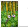 Garden on the Island of Maui with Pink Anthurium, Yellow Bamboo, and Philodendron Plants by Anonymous
