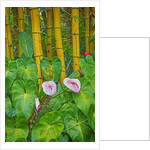 Garden on the Island of Maui with Pink Anthurium, Yellow Bamboo, and Philodendron Plants by Anonymous