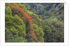 Tulip Trees Blooming in the Maui forest along the Hana Highway by Anonymous