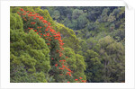 Tulip Trees Blooming in the Maui forest along the Hana Highway by Anonymous