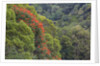 Tulip Trees Blooming in the Maui forest along the Hana Highway by Anonymous