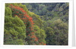 Tulip Trees Blooming in the Maui forest along the Hana Highway by Anonymous